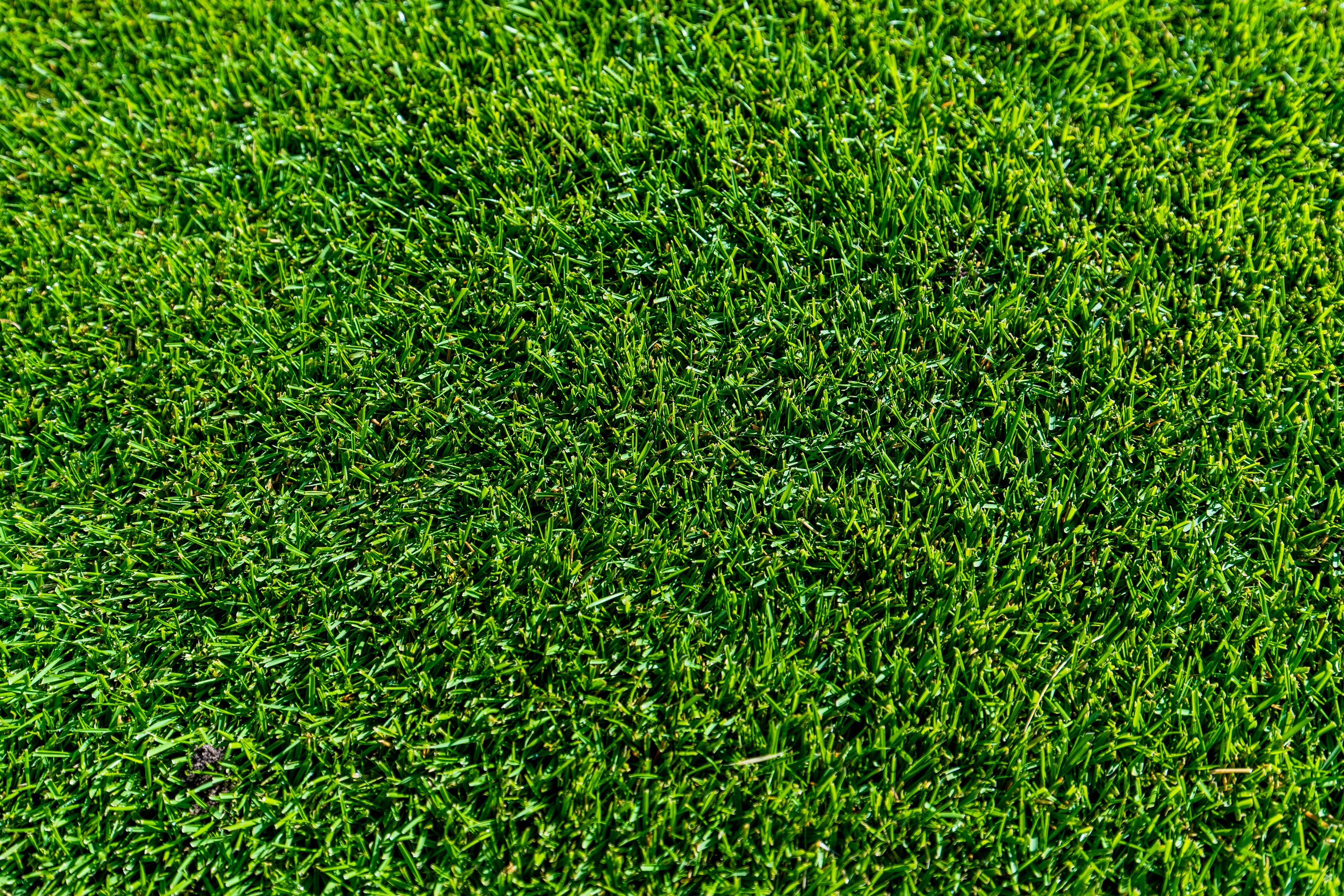 Tiftuf turf deals