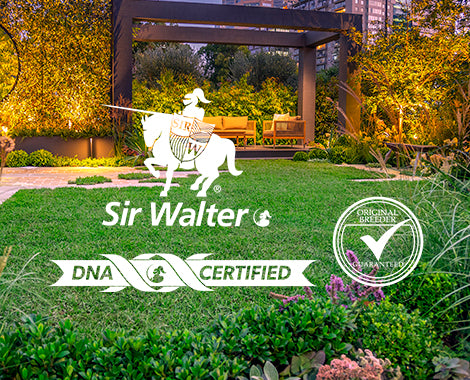 SIR WALTER (DNA Certified)